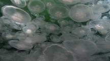 Moon Jellyfish Swarm 