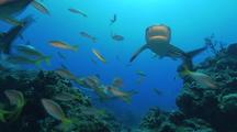 Caribbean Coral Reef Stock Footage