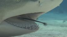 Lemon Shark Being Cleaned By Remora