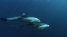 White-Sided Dolphins Playing With Kelp