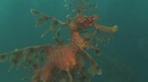 Australia Kelp Forest Stock Footage