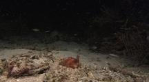 Tiger Mantis Shrimp Strikes At Prey