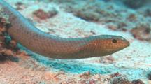 Olive Sea Snake Close-Up