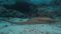 Olive Sea Snakes Swim And Intertwine