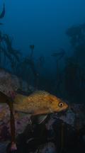 Kelp Rockfish Swims Near Colorful Rocky Reef, Kelp 