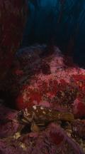 Gopher Rockfish Rests On Colorful Rocky Reef 