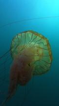 Brown Jellyfish Swims Through Blue Water