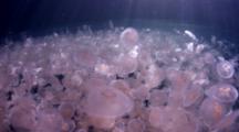 Moon Jellyfish Swarm At Halocline