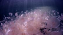 Moon Jellyfish Swarm At Halocline