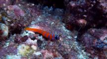 Catalina Goby on rocky reef