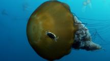 Crab Riding Bell Of Sea Nettle Jellyfish