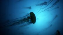  Sea Nettle Jellyfish