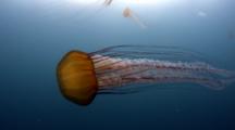  Sea Nettle Jellyfish