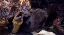 Giant And Yellow-Margin Morays Being Cleaned By Shrimp