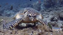 Hawksbill Turtle Feeds On Corallimorphia Anemones