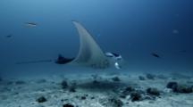 Manta Rays Being Cleaned By Cleaner Wrasse