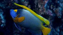Blue-Face Angelfish Shadowed By Trumpetfish