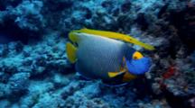 Blue-Face Angelfish Shadowed By Trumpetfish