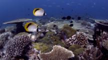 Pig-Face Butterflyfish (Chaetodon Oxycephalus) Feed On Anemone Guarded By Blackfoot Anemonefish (Ammphiprion Nigripes)