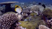 Pig-Face Butterflyfish (Chaetodon Oxycephalus) Feed On Anemone Guarded By Blackfoot Anemonefish (Ammphiprion Nigripes)