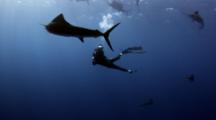 Diver Photographs Sailfish Feeding On Baitball