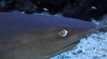 White-Tip Reef Shark Being Cleaned By Goby At Cocos Island