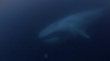 blue Whale Swims By after feeding on krill, baleen is very full