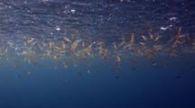 Opalescent Squid Feed On Krill Swarm 