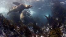 UltraHD Animals Play on Land, Underwater