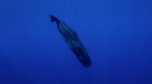 Sperm Whales In Blue Water