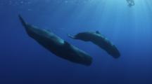 RED 4K Underwater Whale Stock Footage