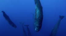 Sperm Whales hang upside down