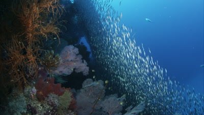 Coral Kingdoms - Underwater Coral Reef Video Decor