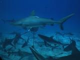 Shark Feed. Many Grey Reef Sharks Circle Bait Bin