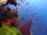 Colorful Coral Reef Scenic, Soft Corals, Schooling Anthias, Turtle Weed
