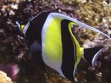 Colourful Fish (Moorish Idol) Travels And Feeds Along The Reef
