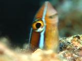 Blue-Lined Fangblenny Hides In His Burrow