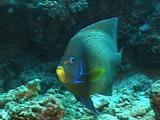 Blue Angelfish Circles, Looks To Camera, Then Turns Away; Small Commensal Fish Visible