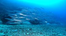 Slow Approach To School Of Bigeye Barracuda In Deep Rubble Channel.