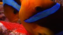 Extreme Close Shot Of Orange Fin Anemonefish Clownfish Tending To Bright Red Eggs.