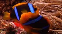 Close Shot Of Male And Female Orange Fin Anemonefish Clownfish Tending Eggs.