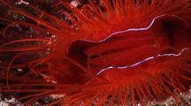 Coral Reef Invertebrate Stock Footage