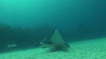 Eagle Ray Swims With Permit Fish