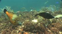 Whitespotted Filefish Swims Around Reef