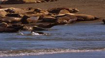 Harbor Seals Resting, Pup Swims To Shore