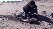 Necropsy Of Common Dolphin On Peru Coast, Burying Dead Dolphin Calf