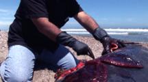 Necropsy Of Common Dolphin On Peru Coast