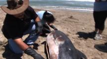 Necropsy Of Common Dolphin On Peru Coast