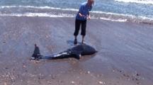 Common Dolphin Dead At Waterline On Peru Coast