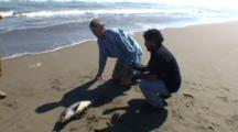Dead Dolphin Calf Found On Peru Beach